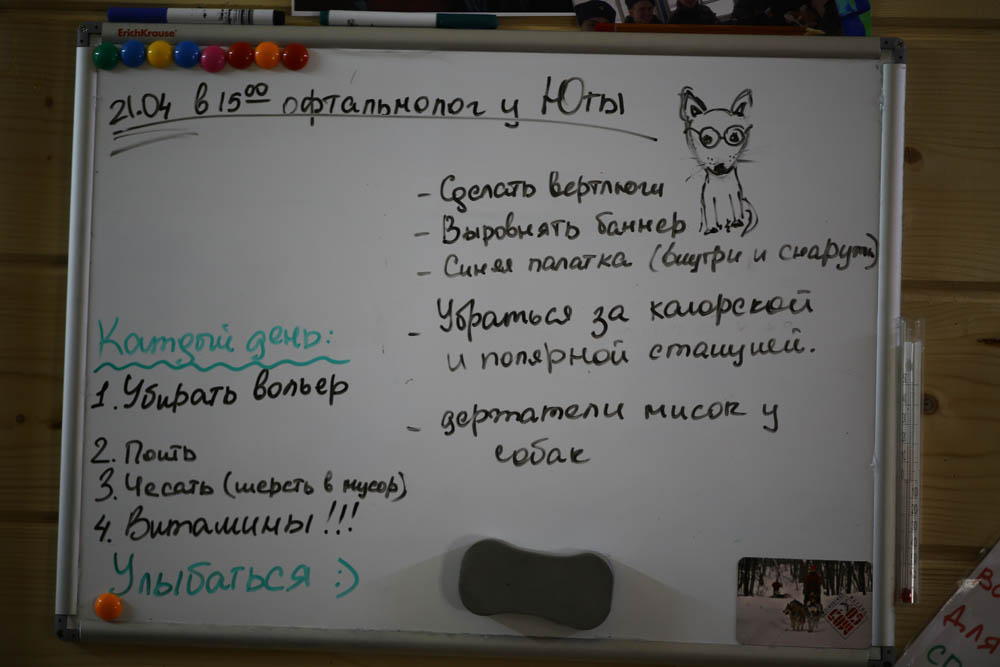 ezdovye sobaki chto nujno pro nih znat i kak ih vyvodili 13 Ездовые собаки: что нужно про них знать, и как их выводили